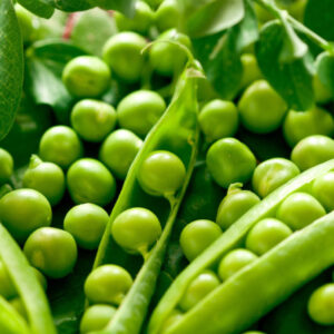 Proteína de Arveja