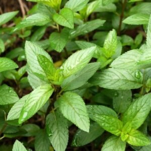Menta Piperita